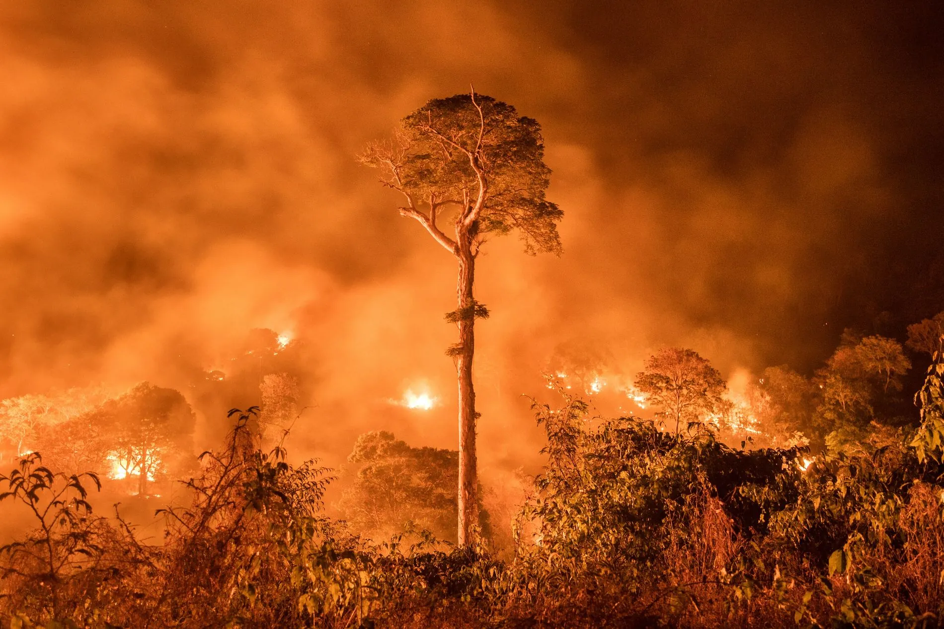 O QUE A COP30 VERÁ - Degradação da Amazônia por queimadas bate recorde em 2024: maior índice em 15 anos, aponta Imazon